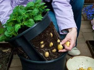 Одгледување компири во буре, видео, методи на садење